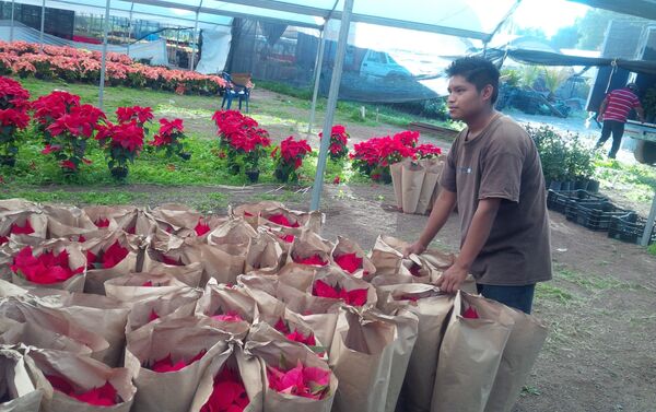 Producción de plantas de Nochebuena - Sputnik Mundo