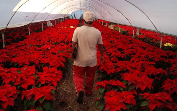 Producción de plantas de Nochebuena - Sputnik Mundo