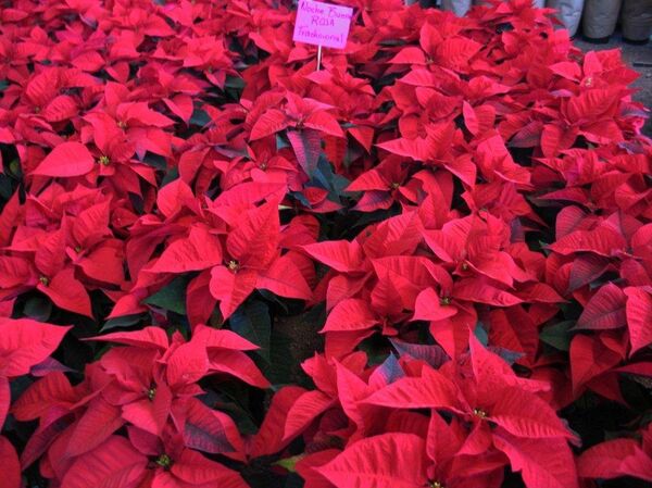 Flores de la Nochebuena del color rojo Flores de la Nochebuena del color rojo - Sputnik Mundo