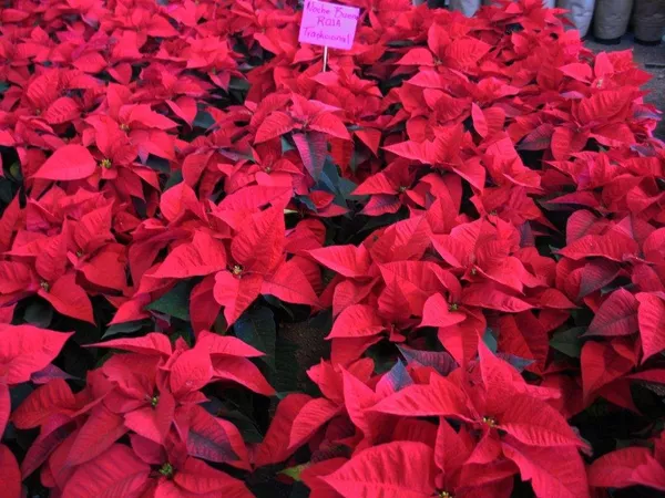 Flores de la Nochebuena del color rojo Flores de la Nochebuena del color rojo - Sputnik Mundo