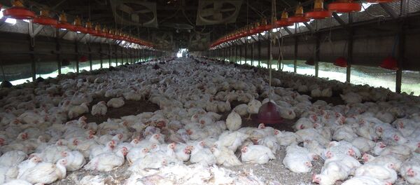 Gallinas (archivo) Gallinas (archivo) - Sputnik Mundo