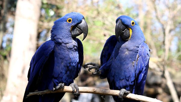 Guacamayos jacintos - Sputnik Mundo