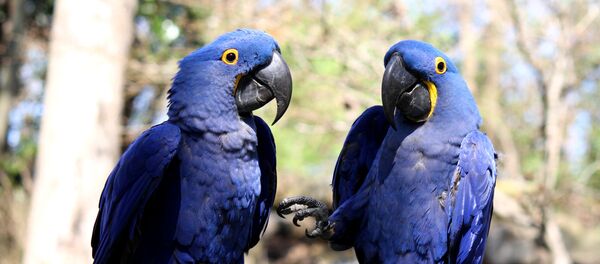 Guacamayos jacintos - Sputnik Mundo