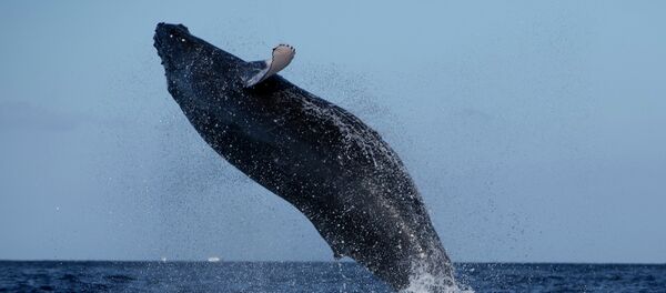 Ballena jorobada - Sputnik Mundo