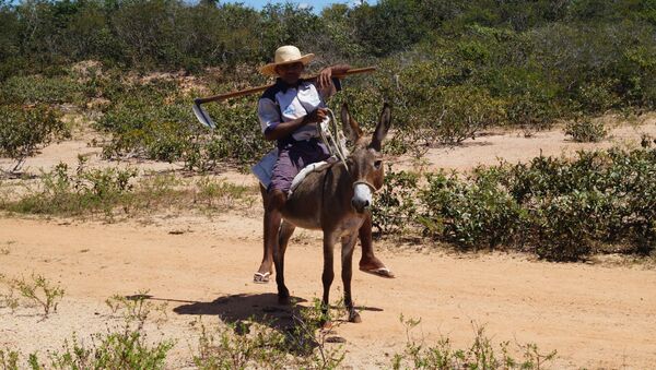 El 45% del área rural de Brasil continúa en manos de grandes propietarios latifundistas - Sputnik Mundo