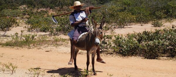 El 45% del área rural de Brasil continúa en manos de grandes propietarios latifundistas - Sputnik Mundo