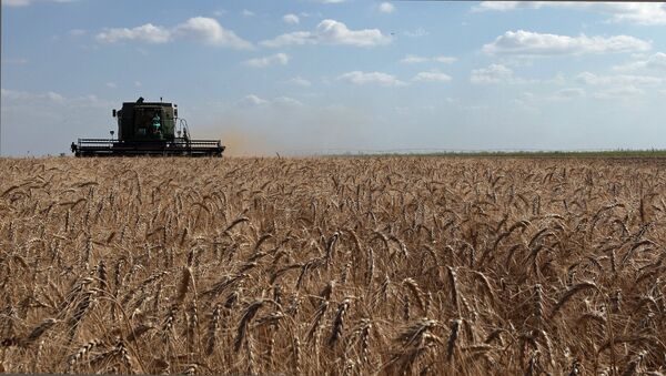 Cosecha de trigo en Rusia - Sputnik Mundo