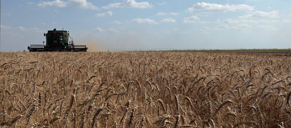 Cosecha de trigo en Rusia - Sputnik Mundo