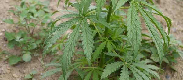 Brasil desbloquea el uso de derivados del cannabis para uso medicinal Brasil desbloquea el uso de derivados del cannabis para uso medicinal - Sputnik Mundo