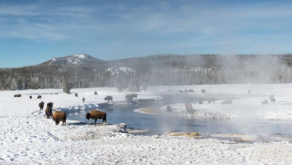 Alerta roja en Yellowstone, EEUU, por derrame de petróleo - Sputnik Mundo