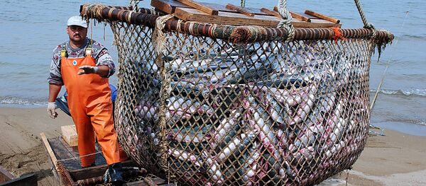 Pescado - Sputnik Mundo