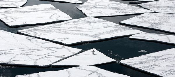 Un pingüino en la Antártida - Sputnik Mundo