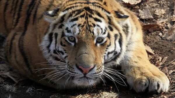 Ofrecen carne de tigre en cafeterías vietnamitas de un mercado de Moscú - Sputnik Mundo