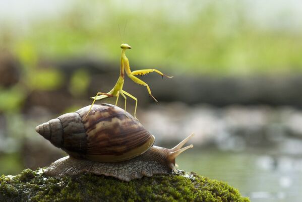 Las mejores fotos de la semana - Sputnik Mundo