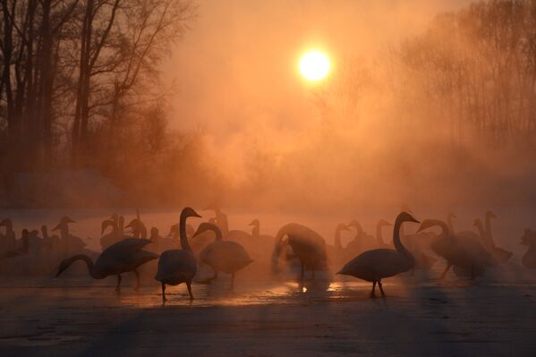 Las mejores fotos de la semana - Sputnik Mundo