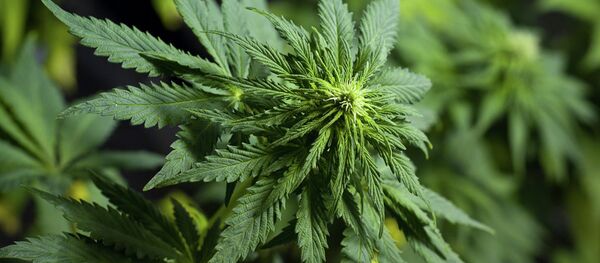 Marihuana - Sputnik Mundo