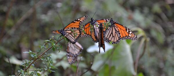 Mariposa monarca en México - Sputnik Mundo