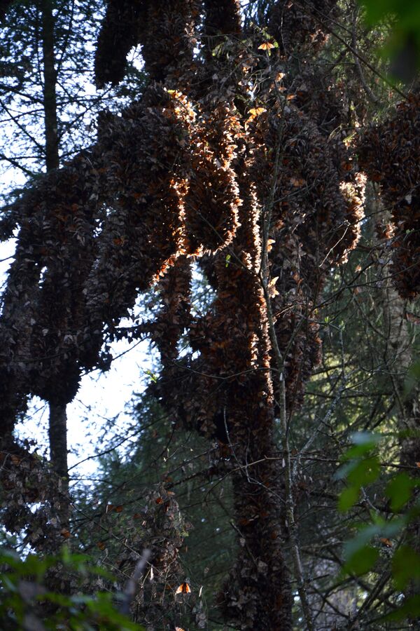 Mariposa monarca en México - Sputnik Mundo