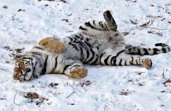 Su majestad el tigre siberiano Su majestad el tigre siberiano - Sputnik Mundo