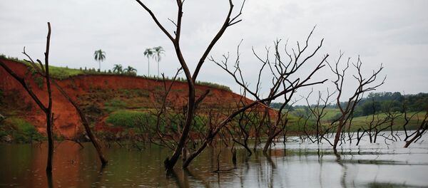 Trees rising out of the Jaguari reservoir, next to the re-emerging old city of Igarata Trees rising out of the Jaguari reservoir, next to the re-emerging old city of Igarata - Sputnik Mundo