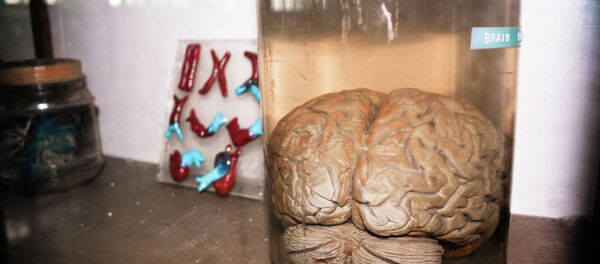Brain in a Jar - Sputnik Mundo