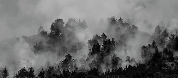 Fuerte sequía y acciones vandálicas incendian bosques de Colombia Fuerte sequía y acciones vandálicas incendian bosques de Colombia - Sputnik Mundo