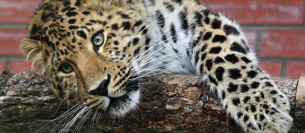 Leopardo del Amur - Sputnik Mundo