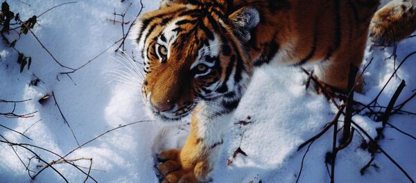 Амурский тигр - Sputnik Mundo