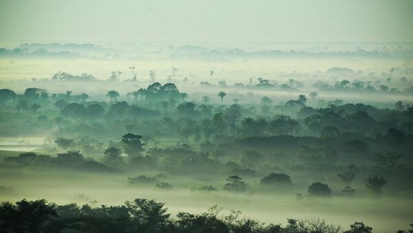 Bosques de Amazonía - Sputnik Mundo