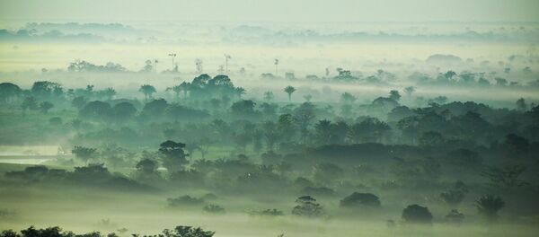 Bosques de Amazonía - Sputnik Mundo