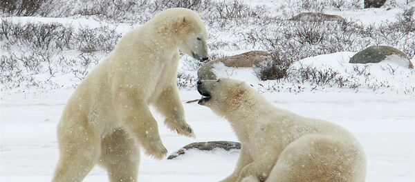 Osos polares - Sputnik Mundo