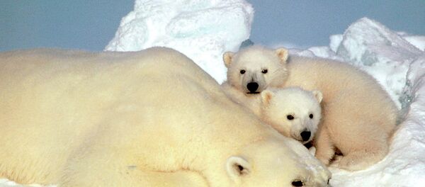 Un oso polar descansa con sus cachorros en el hielo de Alaska, EEUU Un oso polar descansa con sus cachorros en el hielo de Alaska, EEUU - Sputnik Mundo