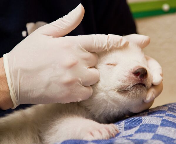 Osos polares - Sputnik Mundo