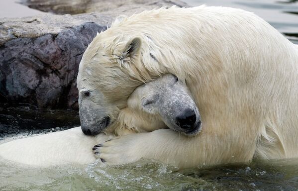Osos polares - Sputnik Mundo