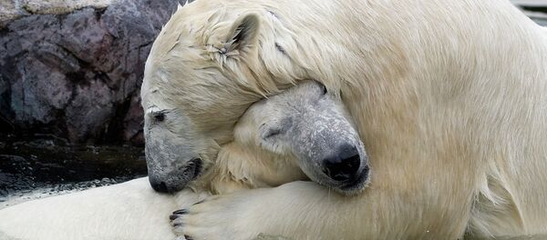 Osos polares - Sputnik Mundo