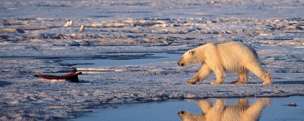 Un oso polar utiliza el hielo marino para cazar sus presas - Sputnik Mundo