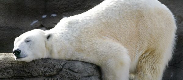 Oso polar - Sputnik Mundo