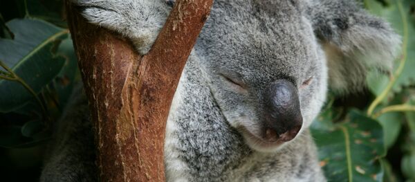 A little Koala performing its favourite task at Australia Zoo, QLD - Sputnik Mundo