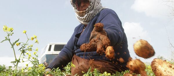 A Palestinian woman collects potatoes during harvest at a field in the West Bank village of Al-Faraa near Jenin February 25, 2015. A Palestinian woman collects potatoes during harvest at a field in the West Bank village of Al-Faraa near Jenin February 25, 2015. - Sputnik Mundo