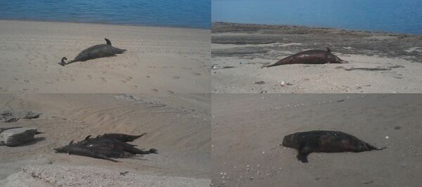 Los restos de delfines en la península de Baja California de México - Sputnik Mundo