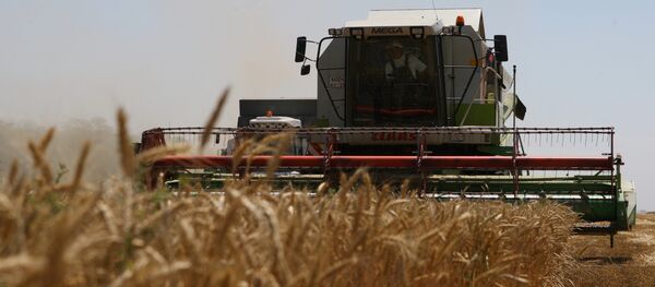 Премьер-министр В.Путин осмотрел пшеничное поле ЗАО Фирма Агрокомплекс - Sputnik Mundo