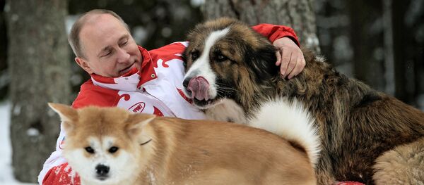 Vladímir Putin, presidente de Rusia (Archivo) Vladímir Putin, presidente de Rusia (Archivo) - Sputnik Mundo