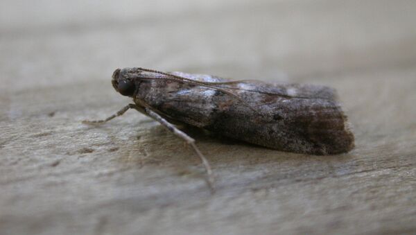 Una mariposa de la familia de pirálidos (Pyralidae) - Sputnik Mundo