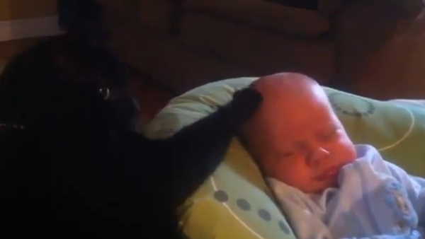 La gata niñera - Sputnik Mundo