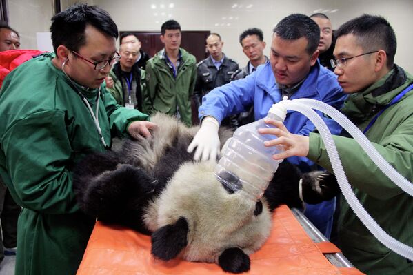 Un panda en el veterinario y otras noticias del mundo animal - Sputnik Mundo