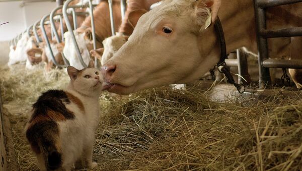 Establo con vacas - Sputnik Mundo