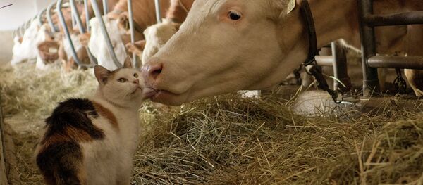 Establo con vacas Establo con vacas - Sputnik Mundo