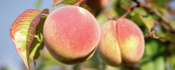 Melocotones - Sputnik Mundo