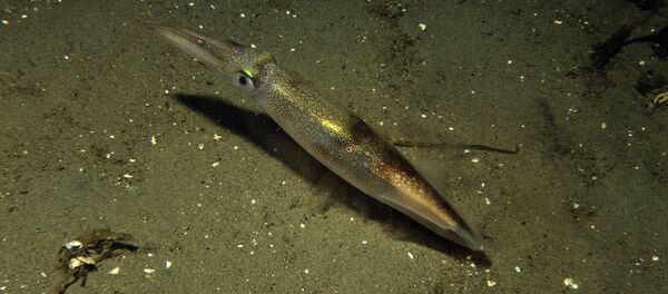 Un calamar - Sputnik Mundo