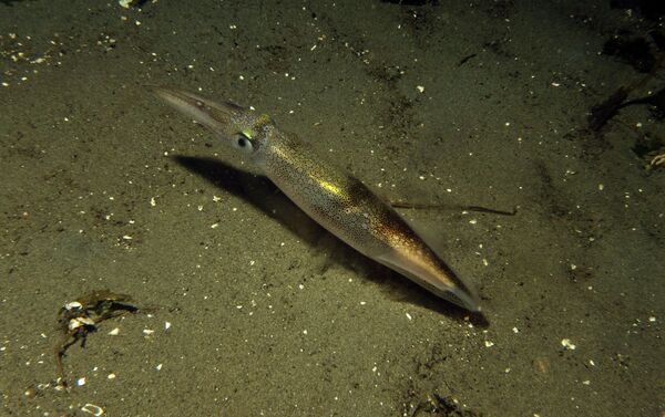 Un calamar - Sputnik Mundo